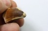 MOSASAURE tooth // Prognathodon Anceps //Maestrichtian // Oued Zem - Morocco