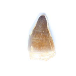 MOSASAURE tooth // Prognathodon Anceps //Maestrichtian // Oued Zem - Morocco