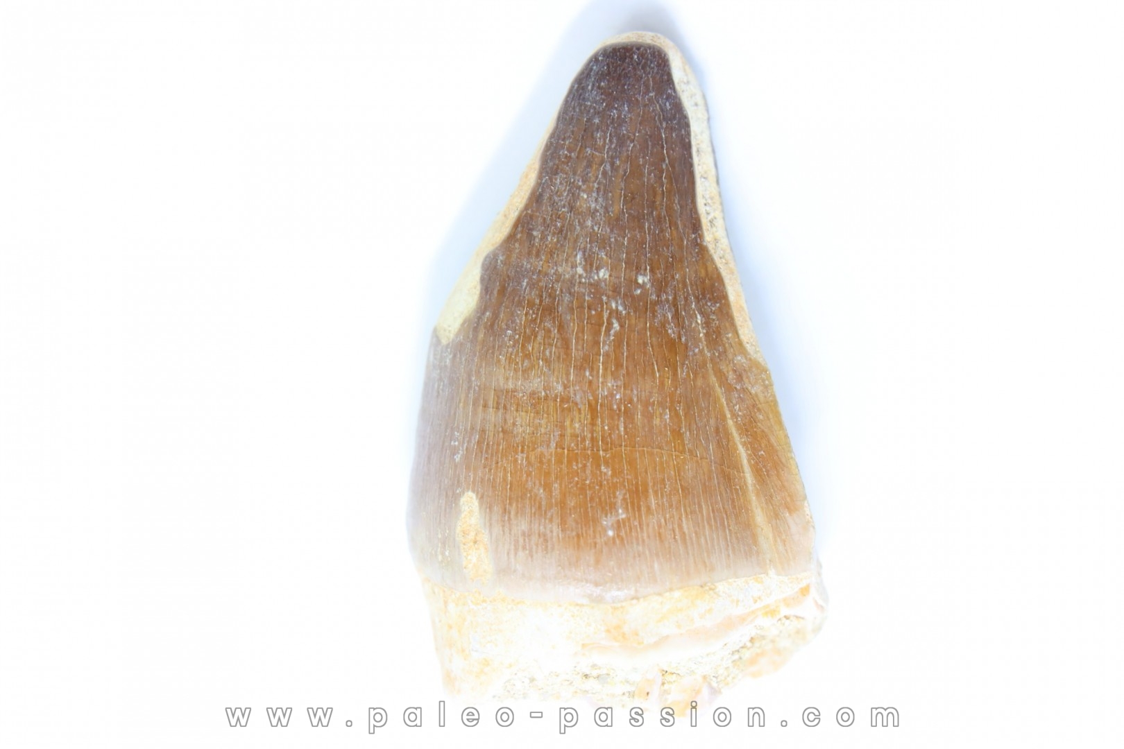 MOSASAURE tooth // Prognathodon Anceps //Maestrichtian // Oued Zem - Morocco