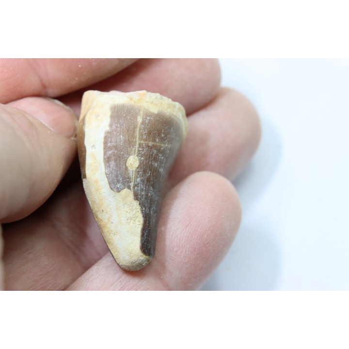 MOSASAURE tooth // Prognathodon Anceps //Maestrichtian // Oued Zem - Morocco