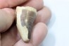 MOSASAURE tooth // Prognathodon Anceps //Maestrichtian // Oued Zem - Morocco