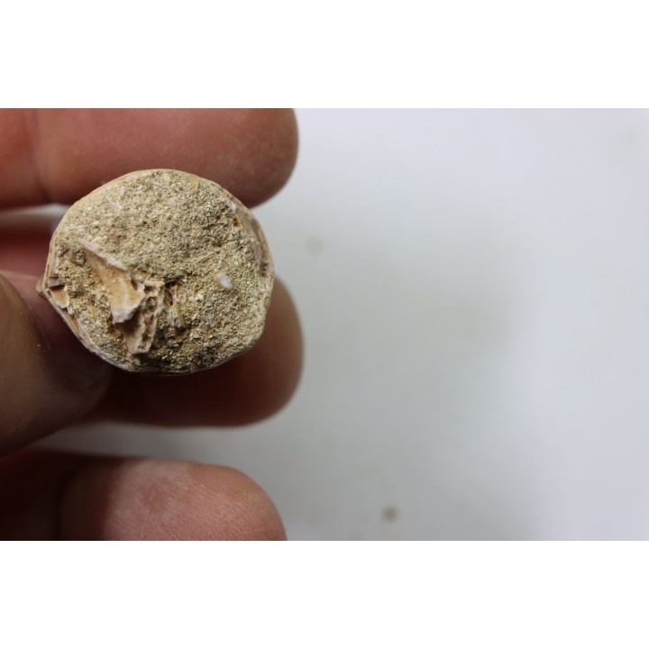 MOSASAURE tooth // Prognathodon Anceps //Maestrichtian // Oued Zem - Morocco