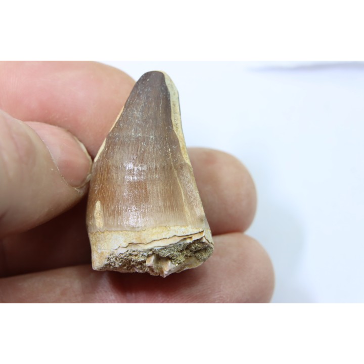 DENT DE MOSASAURE - Prognathodon Anceps - Maestrichtien - Oued Zem, Maroc