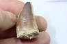 MOSASAURE tooth // Prognathodon Anceps //Maestrichtian // Oued Zem - Morocco