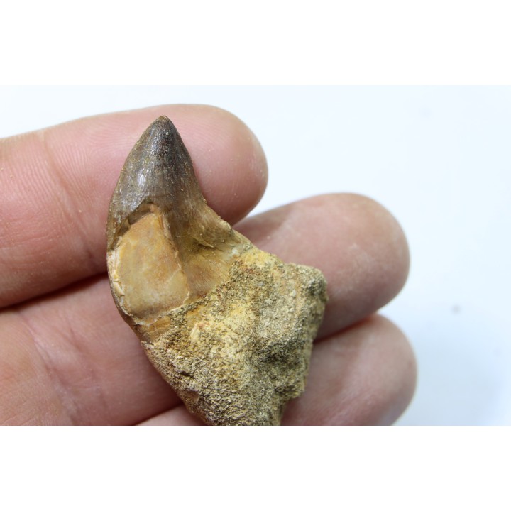 MOSASAURE tooth // Prognathodon Anceps //Maestrichtian // Oued Zem - Morocco
