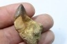 DENT DE MOSASAURE - Prognathodon Anceps - Maestrichtien - Oued Zem, Maroc
