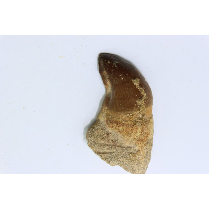 DENT DE MOSASAURE - Prognathodon Anceps - Maestrichtien - Oued Zem, Maroc