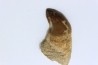 DENT DE MOSASAURE - Prognathodon Anceps - Maestrichtien - Oued Zem, Maroc