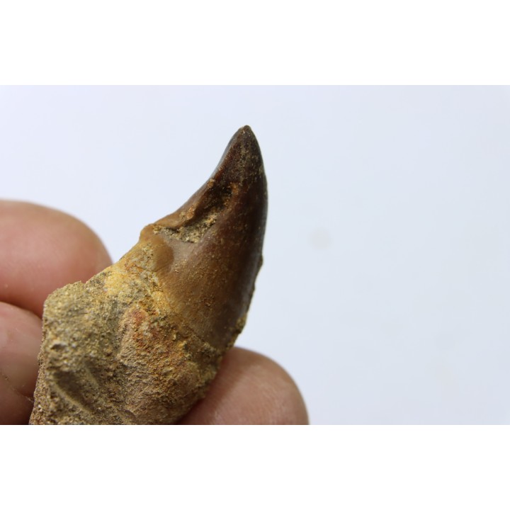 MOSASAURE tooth // Prognathodon Anceps //Maestrichtian // Oued Zem - Morocco