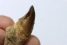 DENT DE MOSASAURE - Prognathodon Anceps - Maestrichtien - Oued Zem, Maroc