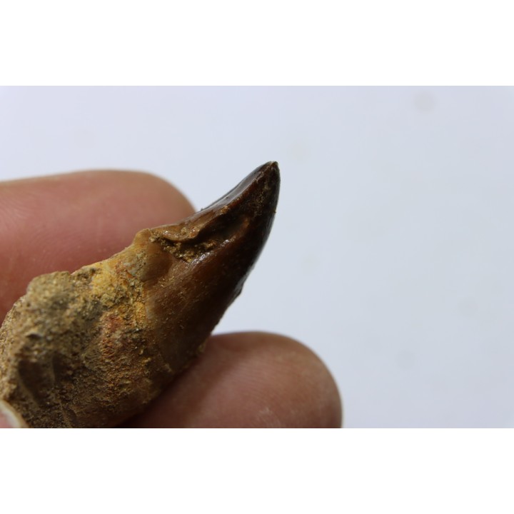 DENT DE MOSASAURE - Prognathodon Anceps - Maestrichtien - Oued Zem, Maroc