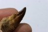 MOSASAURE tooth // Prognathodon Anceps //Maestrichtian // Oued Zem - Morocco