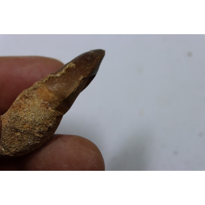 MOSASAURE tooth // Prognathodon Anceps //Maestrichtian // Oued Zem - Morocco