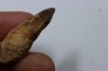 MOSASAURE tooth // Prognathodon Anceps //Maestrichtian // Oued Zem - Morocco