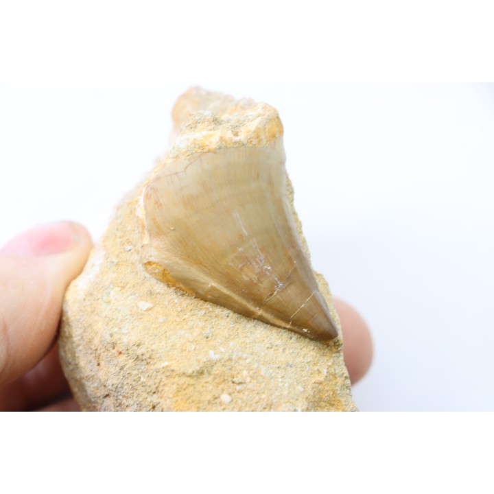 DENT DE MOSASAURE - Prognathodon Anceps pathologique - Maestrichtien - Oued Zem, Maroc