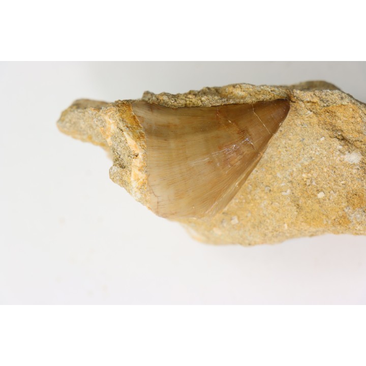 MOSASAURE tooth // Prognathodon Anceps //Maestrichtian // Oued Zem - Morocco