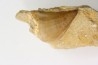 DENT DE MOSASAURE - Prognathodon Anceps pathologique - Maestrichtien - Oued Zem, Maroc