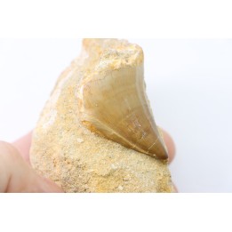 MOSASAURE tooth // Prognathodon Anceps //Maestrichtian // Oued Zem - Morocco