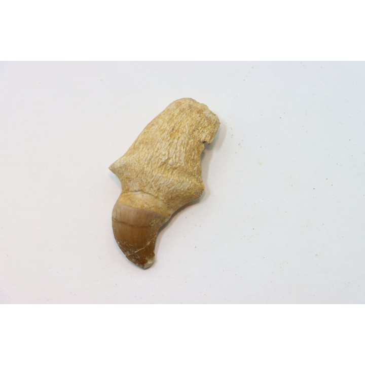 MOSASAURE tooth // Prognathodon Anceps //Maestrichtian // Oued Zem - Morocco