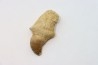 MOSASAURE tooth // Prognathodon Anceps //Maestrichtian // Oued Zem - Morocco