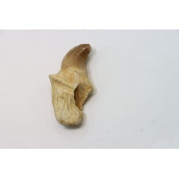 MOSASAURE tooth // Prognathodon Anceps //Maestrichtian // Oued Zem - Morocco