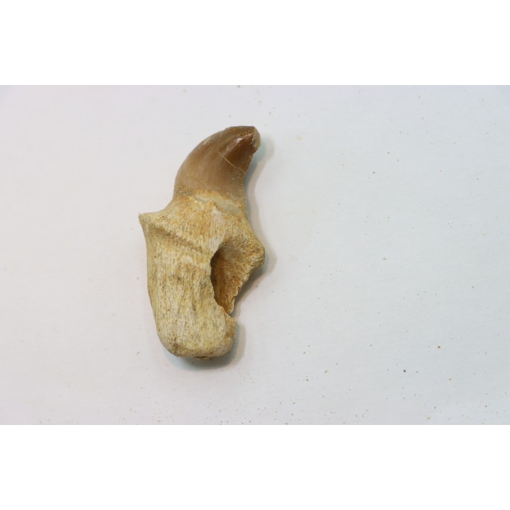 DENT DE MOSASAURE - Prognathodon Anceps - Maestrichtien - Oued Zem, Maroc
