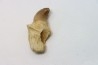 MOSASAURE tooth // Prognathodon Anceps //Maestrichtian // Oued Zem - Morocco