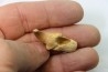 MOSASAURE tooth // Prognathodon Anceps //Maestrichtian // Oued Zem - Morocco