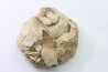 MOSASAURE tooth // Prognathodon Anceps //Maestrichtian // Oued Zem - Morocco