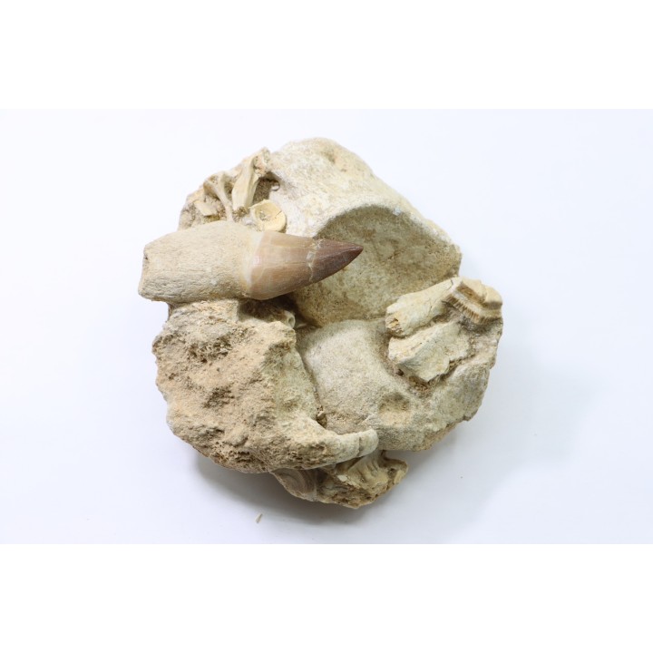 DENT DE MOSASAURE - Prognathodon Anceps - Maestrichtien - Oued Zem, Maroc