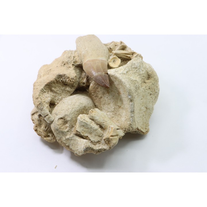 MOSASAURE tooth // Prognathodon Anceps //Maestrichtian // Oued Zem - Morocco