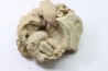 MOSASAURE tooth // Prognathodon Anceps //Maestrichtian // Oued Zem - Morocco