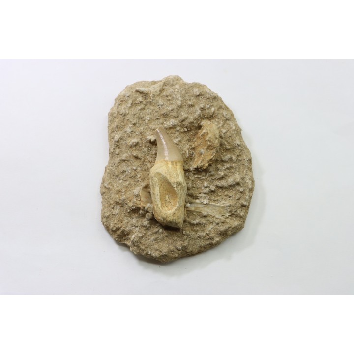 DENT PTERYGOIDALE DE MOSASAURE - Prognathodon Anceps - Maestrichtien - Oued Zem, Maroc