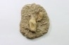 DENT PTERYGOIDALE DE MOSASAURE - Prognathodon Anceps - Maestrichtien - Oued Zem, Maroc