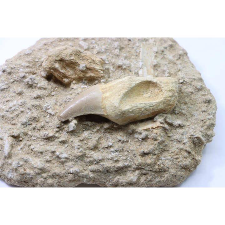 MOSAURE PTERYGOIDAL tooth // Prognathodon Anceps //Maestrichtian // Oued Zem - Morocco