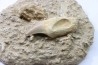 MOSAURE PTERYGOIDAL tooth // Prognathodon Anceps //Maestrichtian // Oued Zem - Morocco