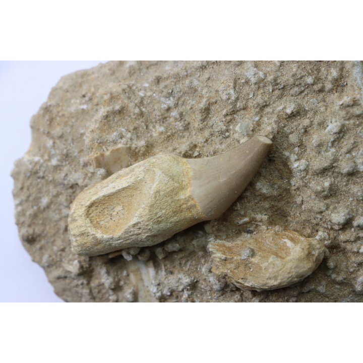 MOSAURE PTERYGOIDAL tooth // Prognathodon Anceps //Maestrichtian // Oued Zem - Morocco