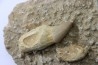 DENT PTERYGOIDALE DE MOSASAURE - Prognathodon Anceps - Maestrichtien - Oued Zem, Maroc