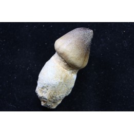 DENT DE MOSASAURE   Globidens phosphaticus  Maestrichtien - Oued Zem,  Maroc