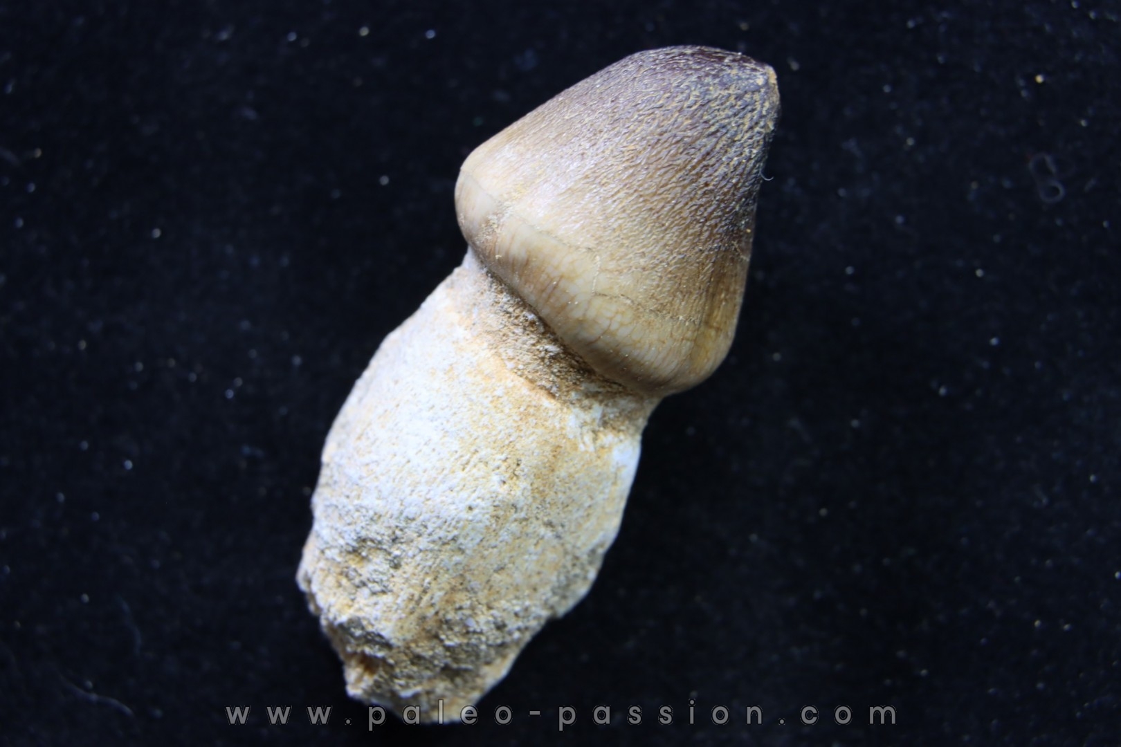 MOSASAURE tooth Globidens phosphaticus - Maastrichtian - Oued Zem - Morocco