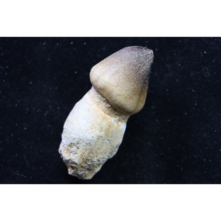 MOSASAURE  tooth Globidens phosphaticus - Maastrichtian - Oued Zem - Morocco