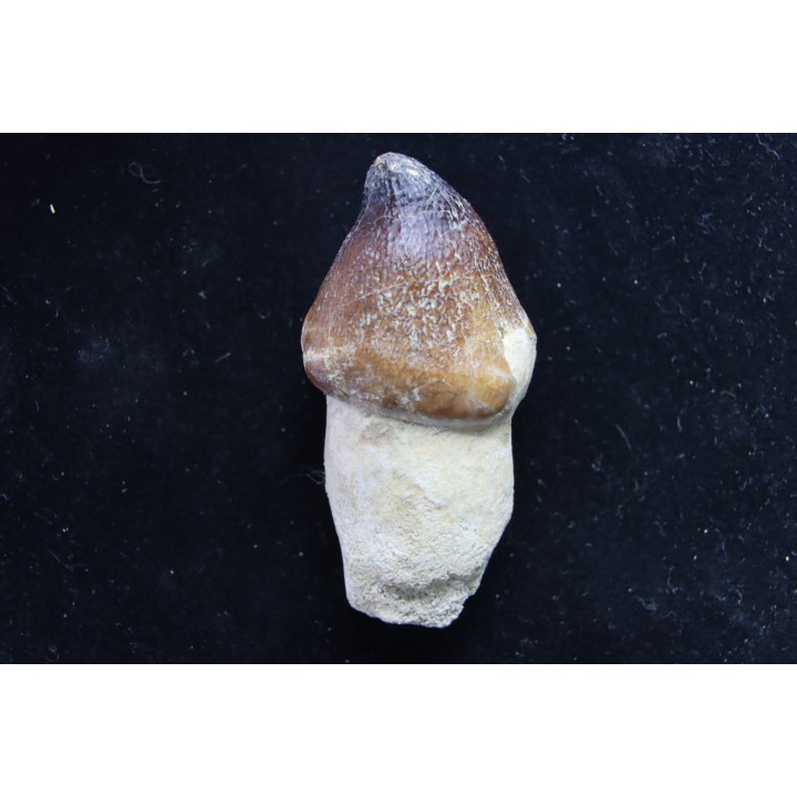 MOSASAURE  tooth Globidens phosphaticus - Maastrichtian - Oued Zem - Morocco