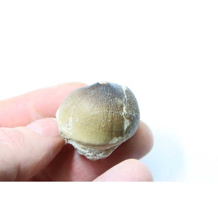 DENT DE MOSASAURE   Globidens phosphaticus  Maestrichtien - Oued Zem,  Maroc