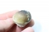 MOSASAURE tooth Globidens phosphaticus - Maastrichtian - Oued Zem - Morocco