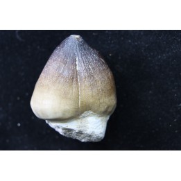 DENT DE MOSASAURE   Globidens phosphaticus  Maestrichtien - Oued Zem,  Maroc