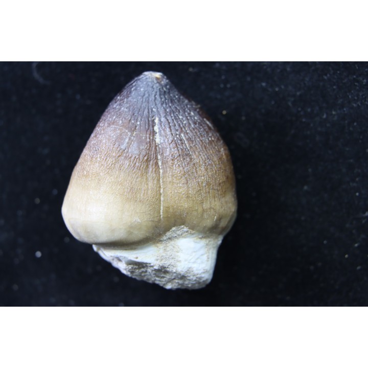 DENT DE MOSASAURE   Globidens phosphaticus  Maestrichtien - Oued Zem,  Maroc