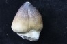 DENT DE MOSASAURE   Globidens phosphaticus  Maestrichtien - Oued Zem,  Maroc