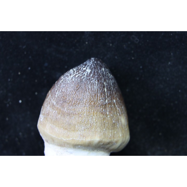 DENT DE MOSASAURE   Globidens phosphaticus  Maestrichtien - Oued Zem,  Maroc