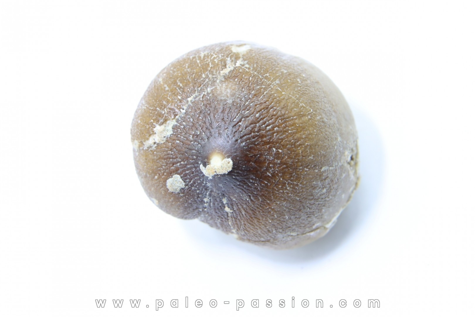 DENT DE MOSASAURE Globidens phosphaticus Maestrichtien - Oued Zem, Maroc