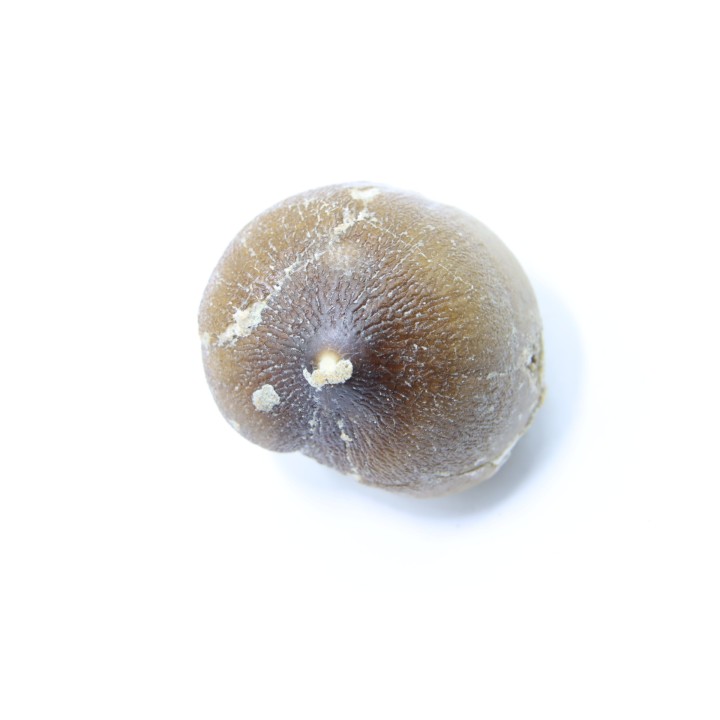 MOSASAURE  tooth Globidens phosphaticus - Maastrichtian - Oued Zem - Morocco